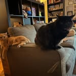linda.zaria.sisfurs profile picture