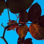 lindaturley profile picture