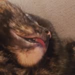 lindsayloufromkalamazoo profile picture