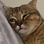 lintieutieu profile picture
