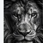 lion.9129994 profile picture