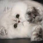 lionblancpersians profile picture
