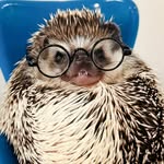 lionelthehog profile picture