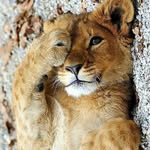 lions profile picture