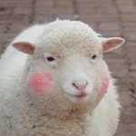 lirisaw profile picture