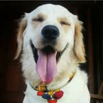 lita_golden_official profile picture