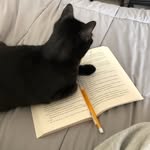 literaturesmuse profile picture