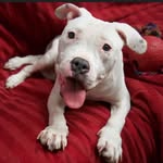 little.darling.ayita_nybc profile picture
