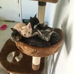 little.foster.family profile picture