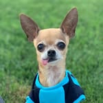 littleboogieshoes profile picture