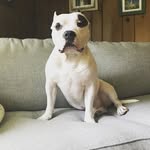 littleboybru profile picture