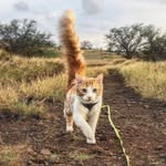 littlecat_bigisland profile picture