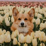 littlecooperbear profile picture