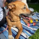 littlecricketbigcity profile picture