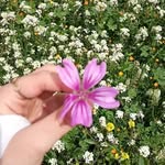 little_daisyy4 profile picture