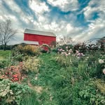 littledreamfarm profile picture