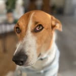littlefijirescue profile picture