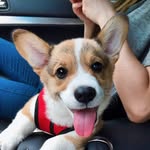 littlekenji profile picture