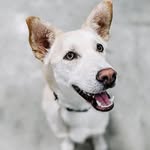littlemakiroll profile picture