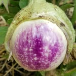 littlemisseggplant profile picture
