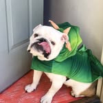 little_miss_turtle profile picture