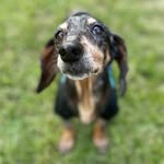 littlepawsdr profile picture