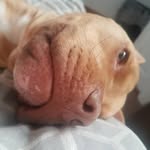 littlepiggydog profile picture