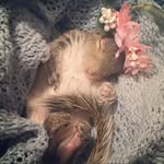 little_thumbelina_girl profile picture