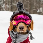 littletraveltoller profile picture