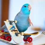 littlewolfiebird profile picture