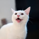 litto_lychee profile picture