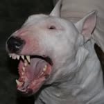 liver_ideas profile picture