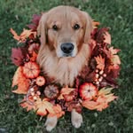 livingthatgoldenlife profile picture