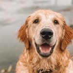 livingwithlooper profile picture