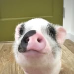 livingwithpickles profile picture