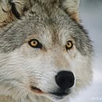 living_w_wolves profile picture
