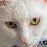 llbllbllburke profile picture