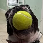 lloyd_the_doggo profile picture