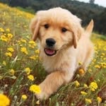 lnstagolden profile picture