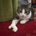 lobstah_the_cat profile picture