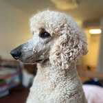 loganlevilife profile picture