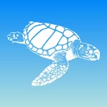 loggerheadmarinelifecenter profile picture