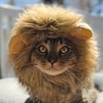 loki.doestricks profile picture