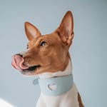 loki_thebasenji profile picture