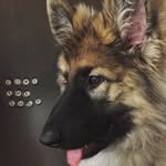 loki_the_shep profile picture