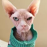 loki_the_sphynx profile picture