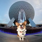 lokithetravelingcorgi profile picture
