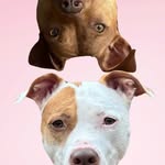 lolabean.the.pit profile picture