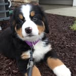 lola_belle_berner profile picture