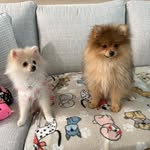 lola_lux_d profile picture